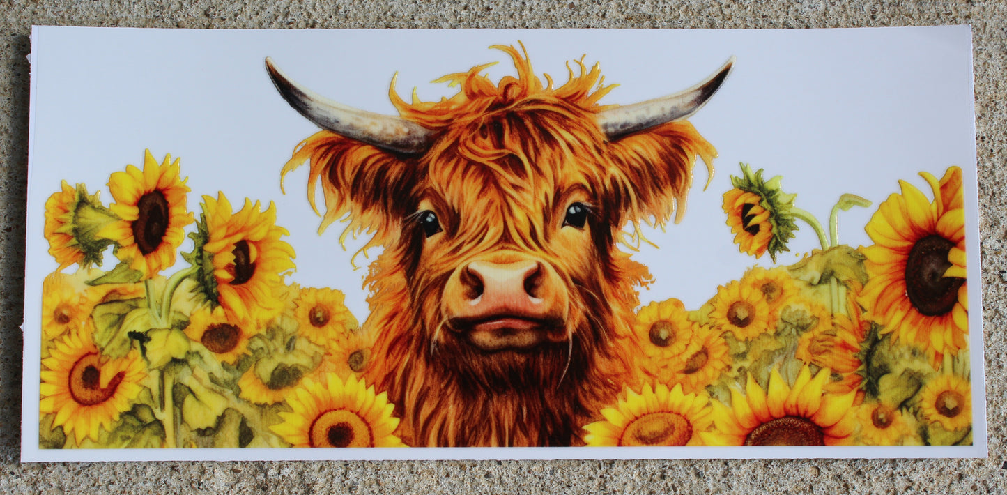Cows #038