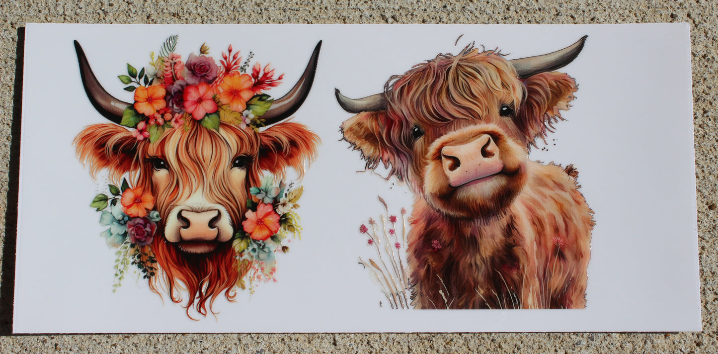 Cows #043