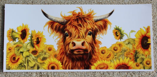 Cows #038