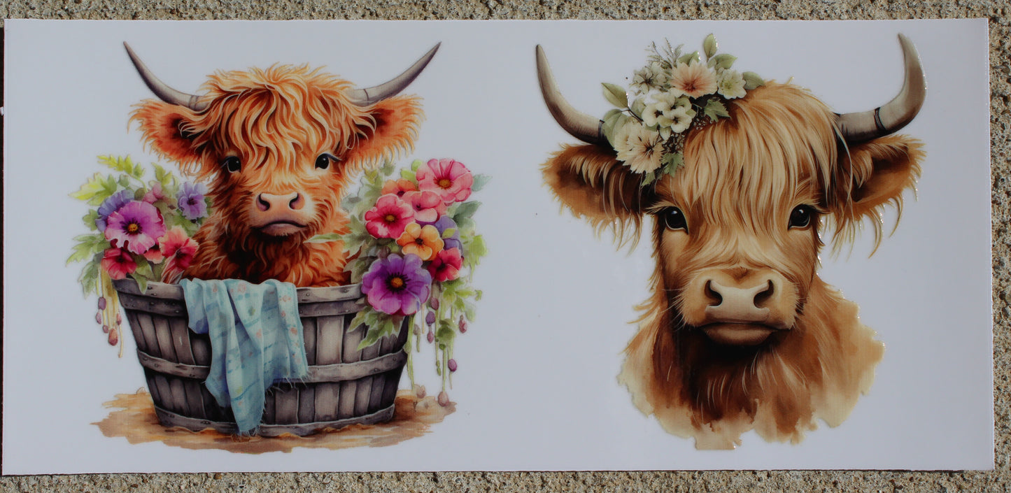 Cows #040