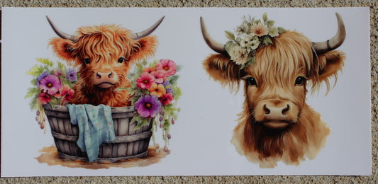 Cows #040